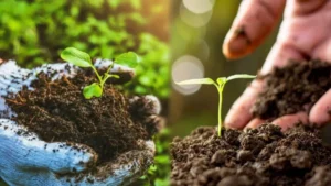 Rajasthan’s First Fully Organic Village: Bamanwas Kankar Sets a Green Milestone