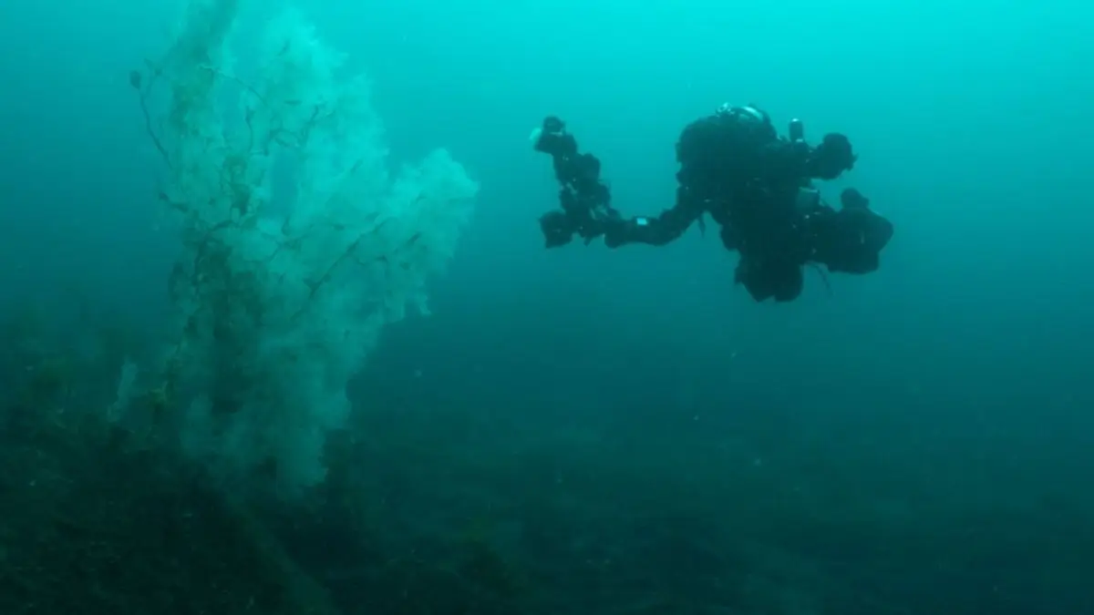 Giant 300-Year-Old Black Coral Discovered in New Zealand's Deep Sea