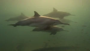 Second Range wide Dolphin Survey Launched Under Project Dolphin