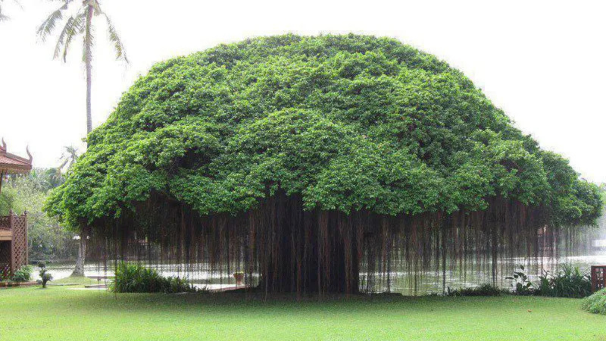 Which Tree is known as the King of Trees?_4.1