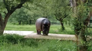 Rajasthan’s Alwar to Develop a Major Biological Park with 81 Wildlife Species