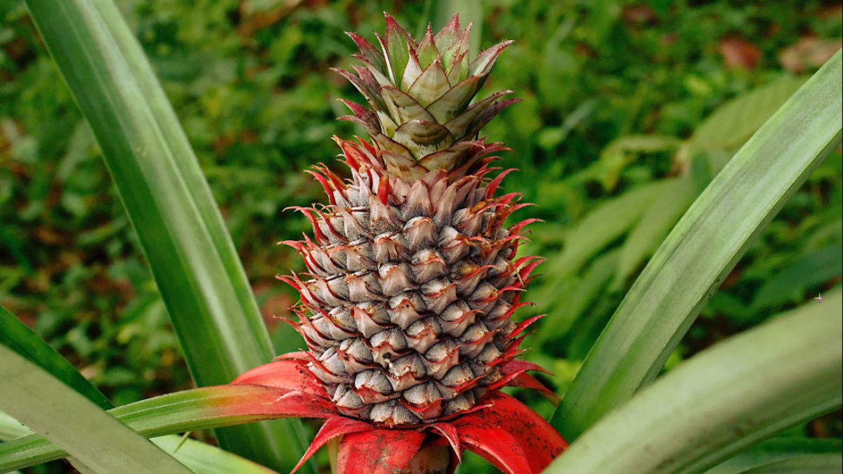 Top-10 Pineapples Producing Countries in the World in 2026, Check the List_4.1