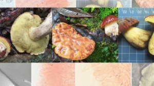 Scientists Discover Rare Mushroom in Uttarakhand’s Oak Forests