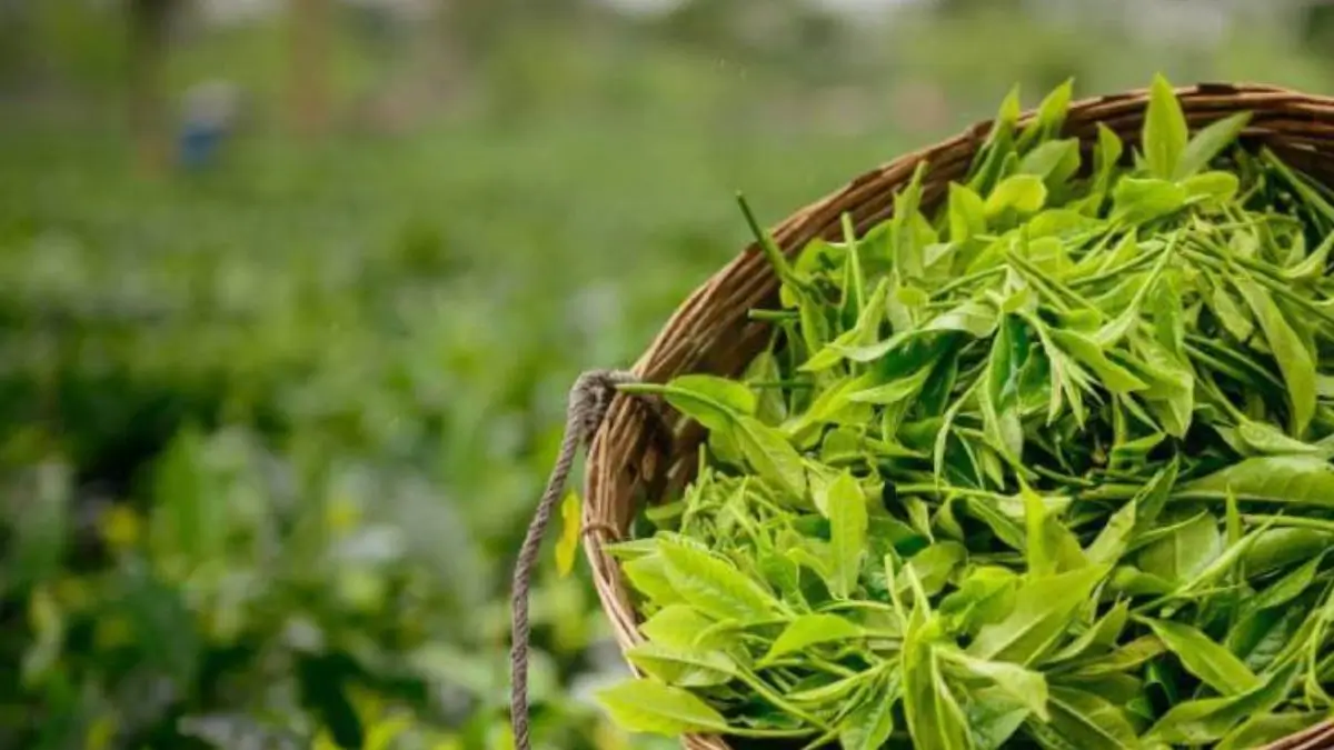 What Is Assam’s Mukhya Mantrir Eti Koli Duti Paat Scheme?