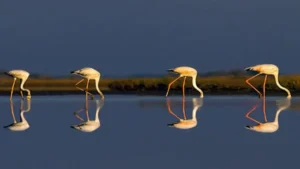 Why Are Patna Bird Sanctuary and Chhari-Dhand Added to Ramsar Important Wetlands?