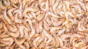 Which Indian City is known as the Shrimp Capital of India?