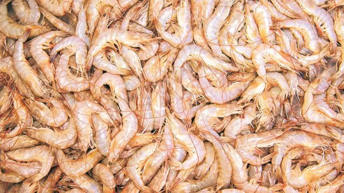 Which Indian City is known as the Shrimp Capital of India?