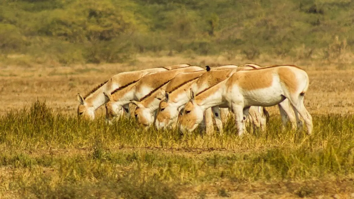 Do You Know Which is the Largest Wildlife Sanctuary in India?_4.1