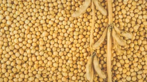 Which is the Largest Soybean Producing Country in the World?