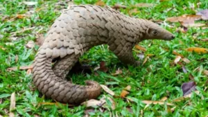 Which Animal is known as the Guardian of the Forest?