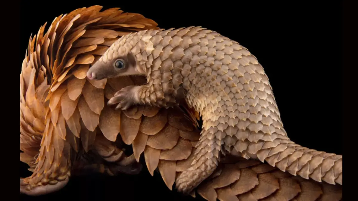 Which Animal is known as the Guardian of the Forest? 