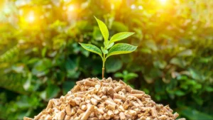 Which is the Largest Country in terms of Biomass Energy Production in 2026? Check the List of Top-5 Countries