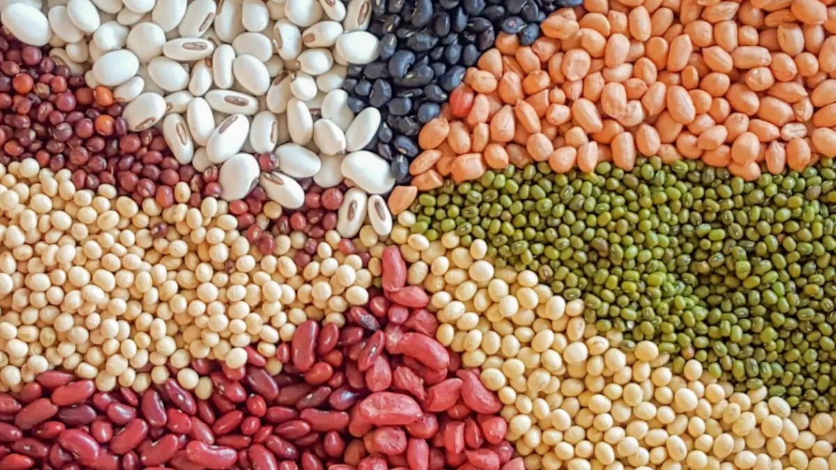 Which Country is the Largest Pulses Producing Country in the World?