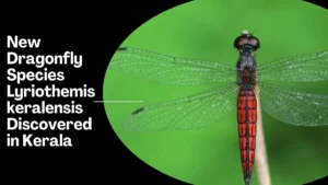 New Dragonfly Species Lyriothemis keralensis Discovered in Kerala