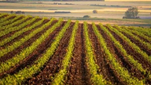 Which Country has the Most Arable Land in 2026? Check the List of Top-5 Countries