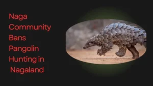 Naga Community Bans Pangolin Hunting in Nagaland - A Big Boost for Wildlife Conservation