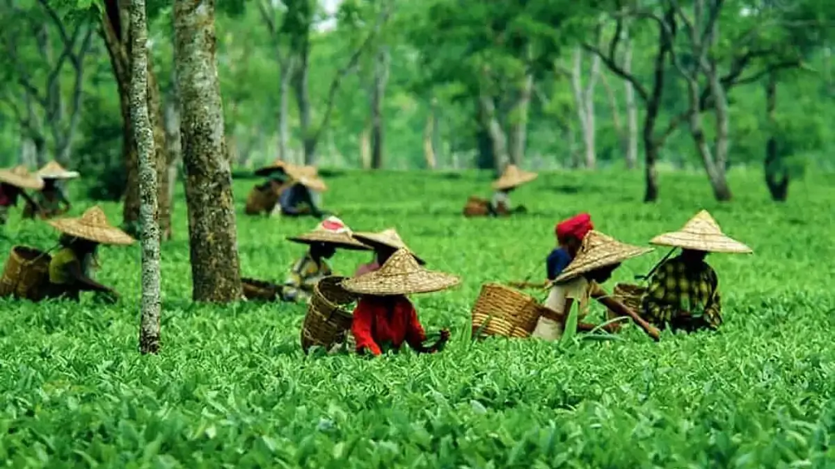 Which Country is known as the Tea Garden of the World?