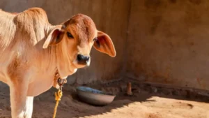 India’s First National Cow Culture Museum To Come Up In Mathura - What Will It Showcase?