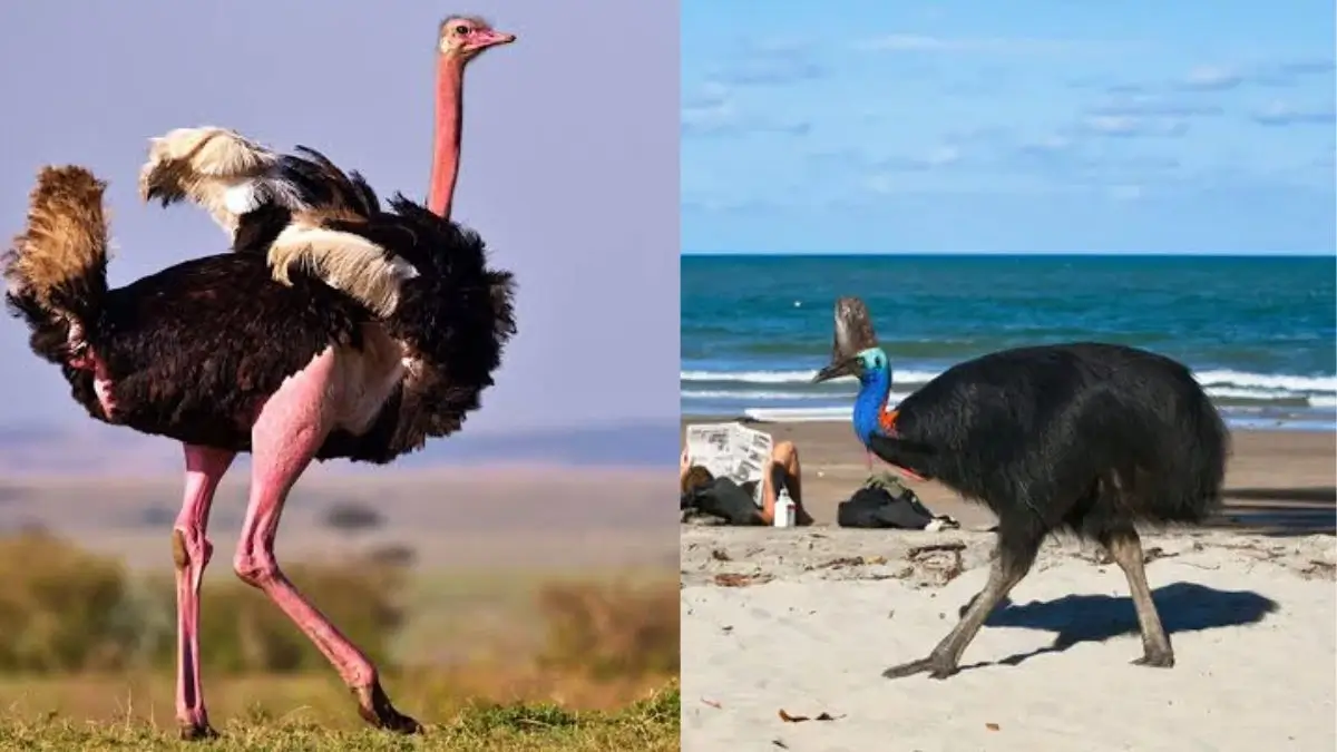 Which Are Top-5 Heaviest Living Birds in the World?