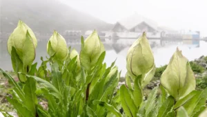 What is the State Flower of Uttarakhand? Know About It