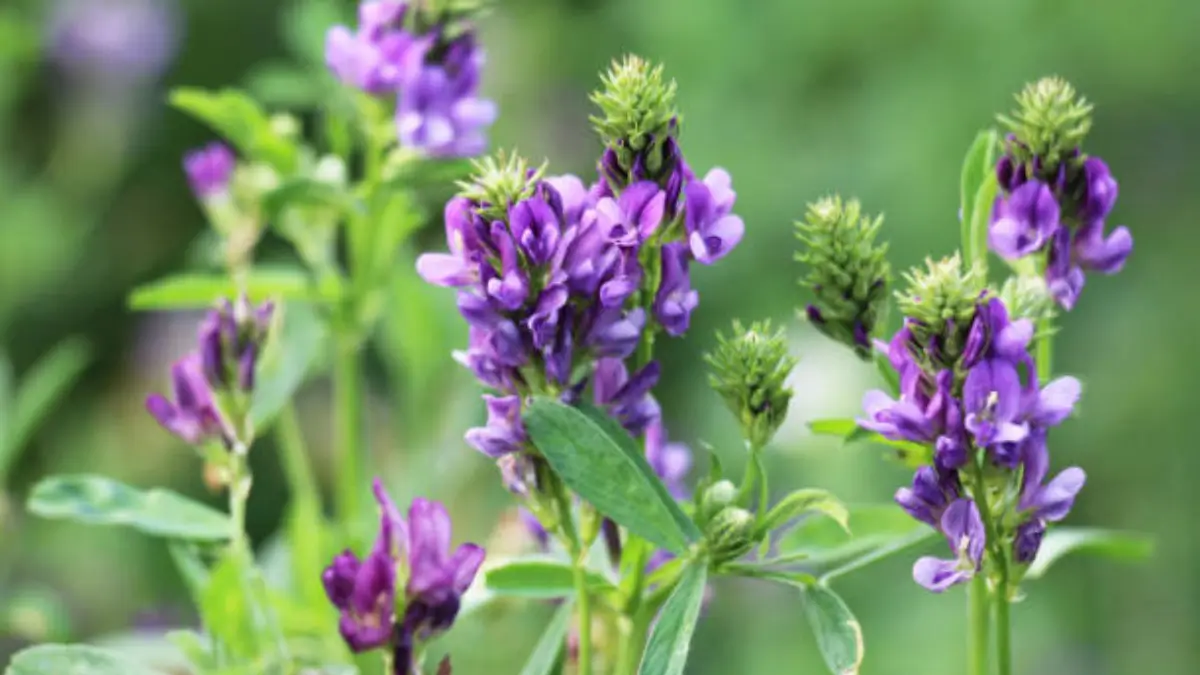 What is the State Flower of Delhi? Know the Name