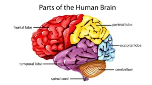 Which is the Largest Part of the Brain? Check Its Functions
