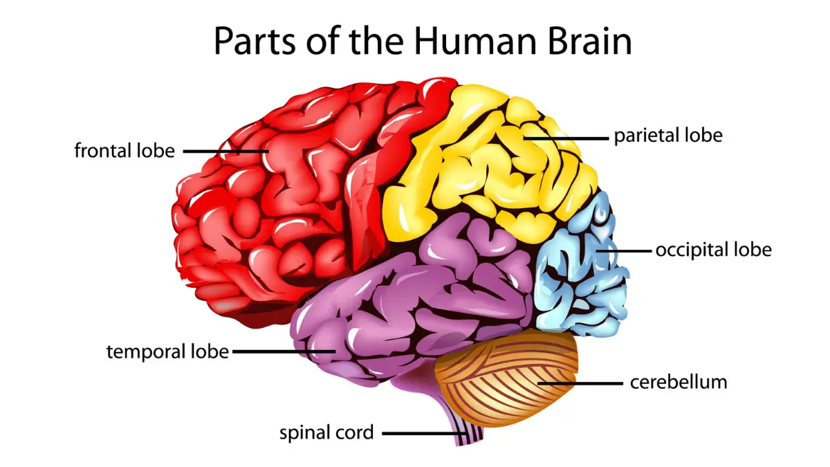 Which is the Largest Part of the Brain? Check Its Functions