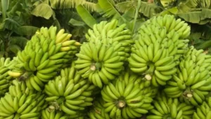 Which City is known as the Banana Capital of India?