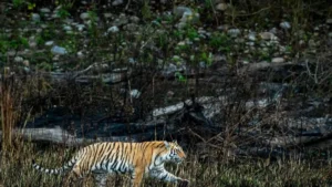Which is the First Tiger Reserve of Uttar Pradesh?