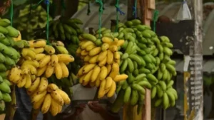 Which is the Largest Banana Producing State in India?