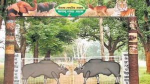 Can Rural Women Save Tigers? Palamu’s Vanjeevi Didi Initiative Is Changing Forest Protection