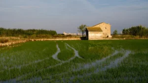 Do You Know Which Country is known as the Land of Rice?