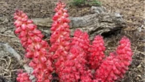 Which Flower is known as the Snow Flower? Check Here