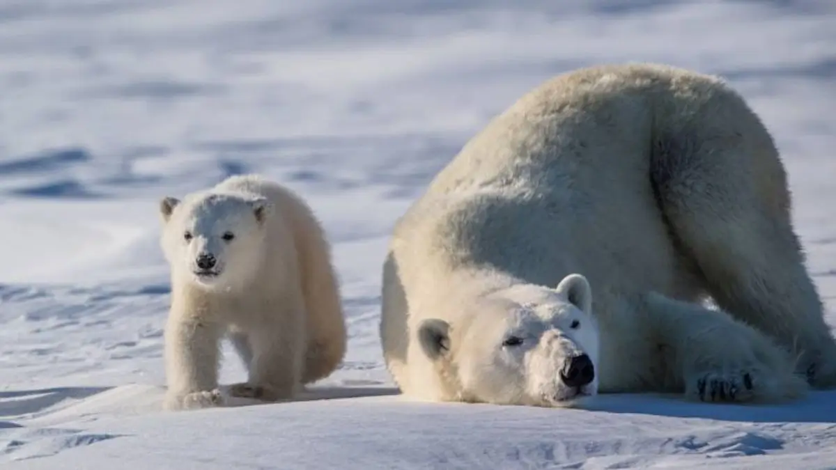 International Polar Bear Day 2026: Why Protecting Moms & Cubs Matters More Than Ever