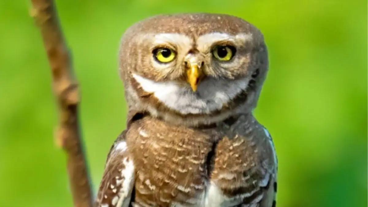 Kuno National Park Records First Sighting of Endangered Forest Owlet