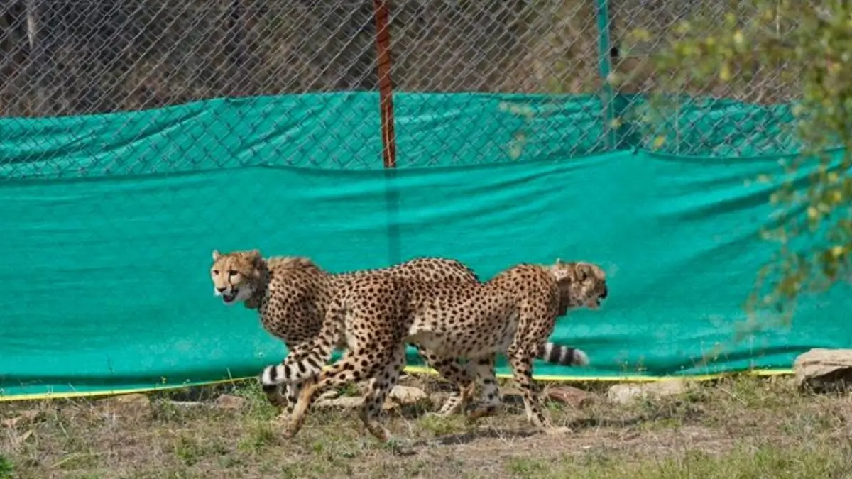 India Welcomes 9 Cheetahs from Botswana to Kuno National Park