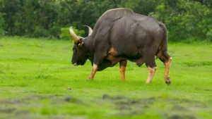 Debrigarh Sanctuary To Showcases Rich Wildlife in Second Indian Bison Fest