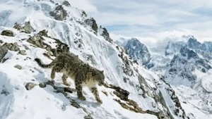 Indian Army and Ladakh Forest Department Sign MoU to Protect Snow Leopard