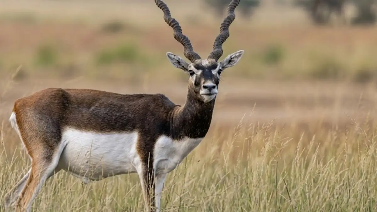 Wildlife Safeguards Key as NGT Reviews Quarry Plan Near Vallanadu Sanctuary