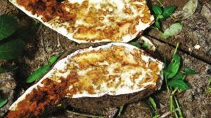 Deadly Cassava Virus Threatens Africa’s Food Security: Scientists Warn of Rapid Spread