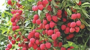 Which District is known as the Litchi Capital of India?