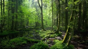 Which Indian State has the Largest Forest Cover?