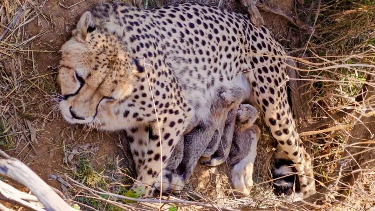 India's Cheetah Population Reaches 53 After Jwala's Five Cubs at Kuno National Park