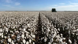 India Overtakes China as Top Exporter of Cotton Products to the US in 2025