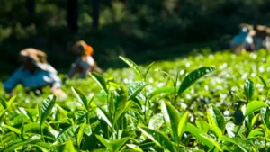 Which Country is the Largest Tea Consumer in the World?