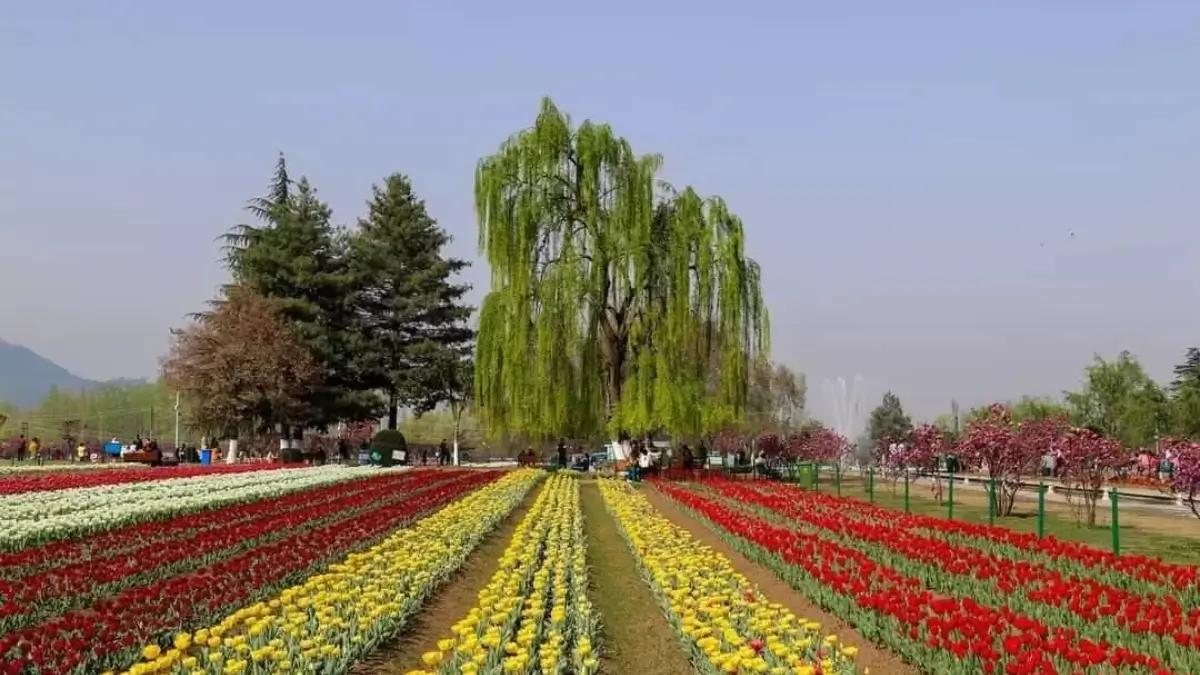 Which is the Largest Tulip Garden of Asia? Know About It