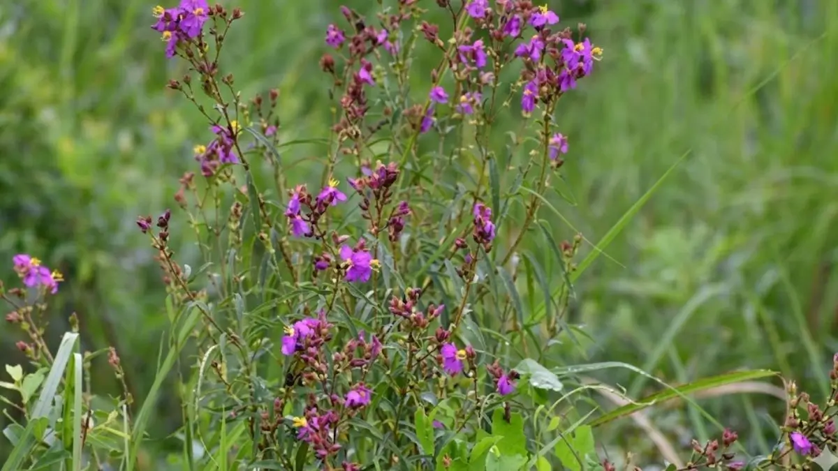 Scientists Discover New Plant Species And Its Named After Zubeen Garg