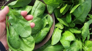 Which is the Largest Spinach Producer in the World?