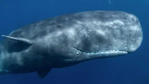 Which Animal of the World has the Largest and the Heaviest Brain?