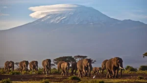Which Country of the World has the Highest Elephants Population?